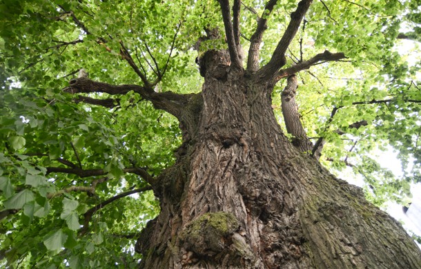 Bild på träd